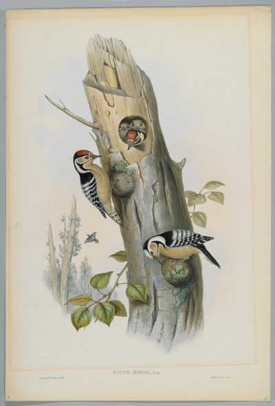 Picus Minor - mindre hackspett, graverad av H. C. Richter av John after Gould
