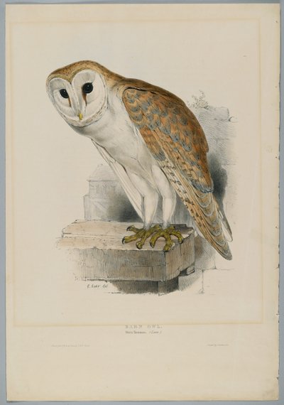 Strix Flammea - Kronuggla av John after Gould
