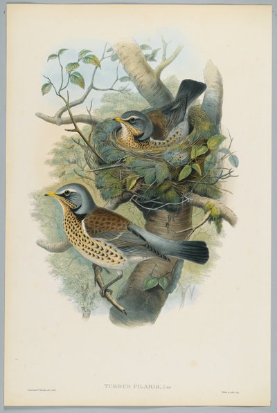 Turdus Pilarus - Entrast, graverad av H. C. Richter av John after Gould