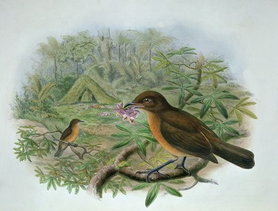 Amblyornis Inornatus, fågelhuvudet trädgårdsfågel av John and Hart, William Gould