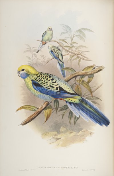 Platycerus cyanogenus, från The Birds of Australia av John Gould, 1840 av John and Richter Gould