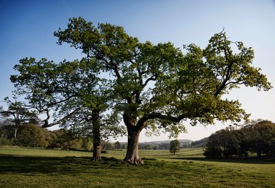 GOODWOOD ESTATE ,WEST SUSSEX, 2019 (foto) av Jon Nicholson