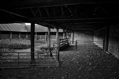 The Goodwood Estate i West Sussex, Storbritannien, 2019 (foto) av Jon Nicholson