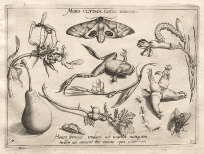 Arketyper och studier: Döden är linjen som markerar slutet på alla del II, plåt 5, 1592. av Joris Hoefnagel