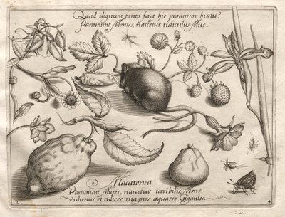 Arketyper och studier: Vad kan dyka upp i enlighet med ett sådant kavernöst löfte, 1592. av Joris Hoefnagel