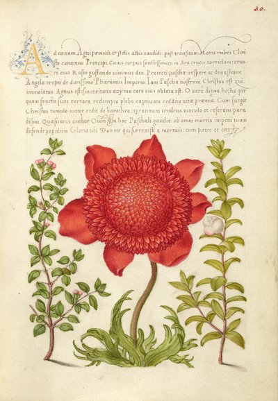 Basilika Timjan, Vallmo Anemone och Myrten av Joris Hoefnagel