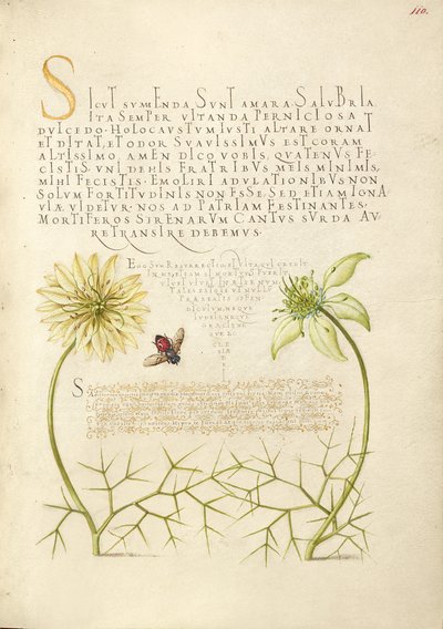 Svarta Cumins och Insect av Joris Hoefnagel