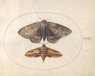 Blått ordensfly och vårtörelsvärmare (plansch 25 ur Ignis) av Joris Hoefnagel
