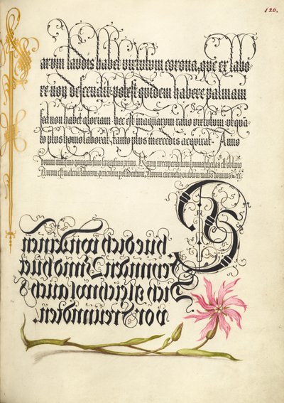 Gökblomster av Joris Hoefnagel