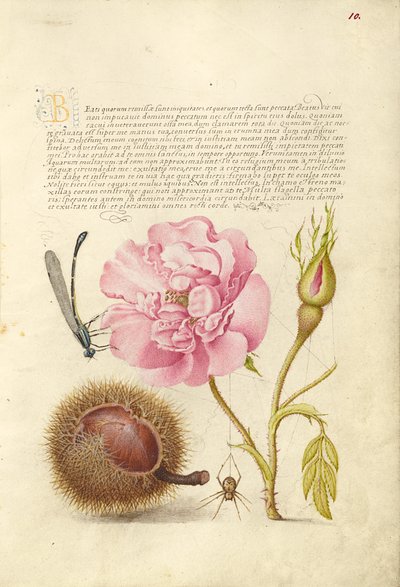 Damselfly, fransk ros, spansk kastanj och spindel av Joris Hoefnagel