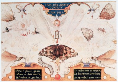 Diptyk med blommor och insekter, 1591. av Joris Hoefnagel