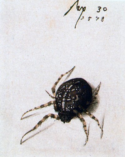 Kvinnlig spindel, 1578 av Joris Hoefnagel