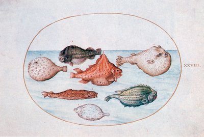 Fisk, 1500-talet av Joris Hoefnagel
