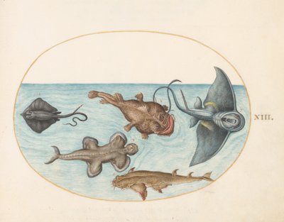 Fisk, ca 1575-80 av Joris Hoefnagel