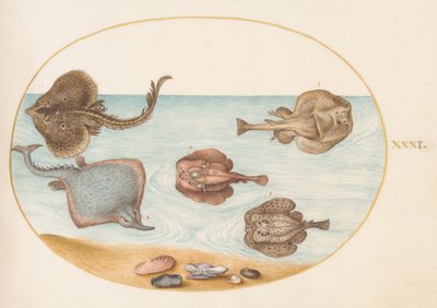 Fisk, ca 1575-80 av Joris Hoefnagel