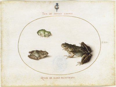 Grodor, plansch LXIII (graverad serie I, 7) av Joris Hoefnagel