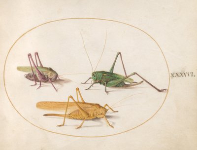 Gräshoppa, ca 1575-80 av Joris Hoefnagel