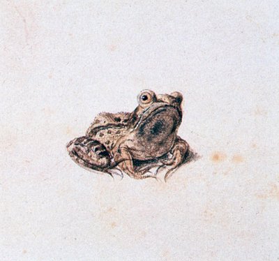 Grön groda, 1500-talet av Joris Hoefnagel