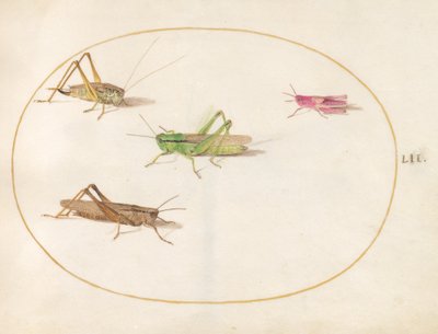 Insekter, ca 1575-80 av Joris Hoefnagel