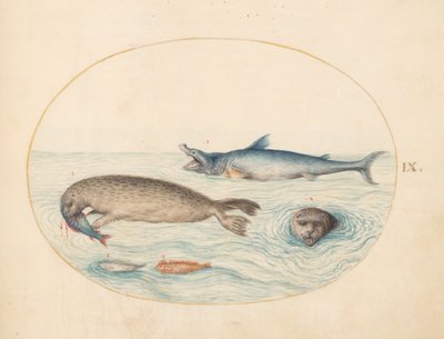 Marina varelser, ca 1575-80 av Joris Hoefnagel