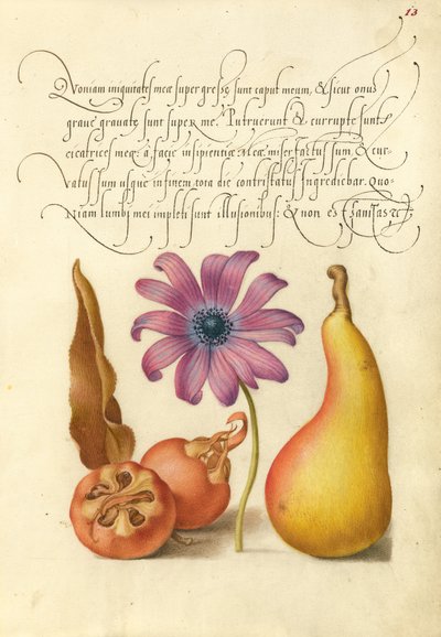 Mispel, vallmoanemone och päron av Joris Hoefnagel