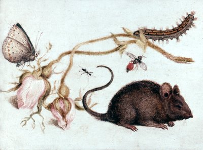 Mus, blomma och insekt, 1500-talet. av Joris Hoefnagel