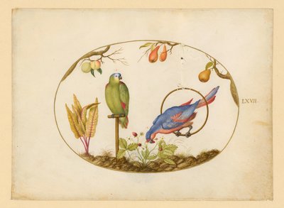 Papegojor, blad LXVII av Joris Hoefnagel