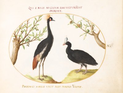 Plåt 10: Grå krönt kran och hjälmförsedd Curassow av Joris Hoefnagel