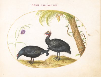 Tallrik 11: Par pärlhöns med palmträd och fritillaria av Joris Hoefnagel
