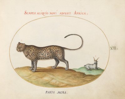 Tallrik 12: En gepard(?) och ett vildfår av Joris Hoefnagel