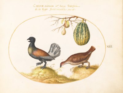 Plansch 12: Ett par tjädrar med en melon och päron av Joris Hoefnagel