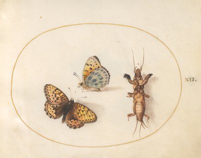 Tallrik 12: Två vyer av en fjäril (silverkantad fritillary?) och en mullvadssyrsa av Joris Hoefnagel