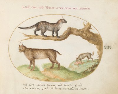 Plåt 14: En civet, ett lodjur och en hyena av Joris Hoefnagel