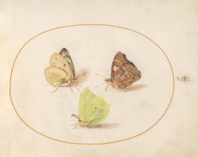 Plansch 14: citronfjäril, tistelfjäril och höfjäril av Joris Hoefnagel