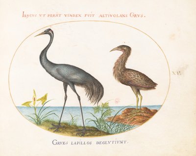Plåt 15: Crane and Bittern(?) av Joris Hoefnagel