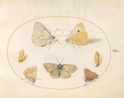 Tallrik 16: Svartådrade vita, grumliga gula, svarta hårstrån(?) och Geranium Argus(?) fjärilar med två krysalider av Joris Hoefnagel