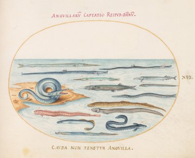 Tallrik 16: Ålar, Pipefish och Needlefish av Joris Hoefnagel