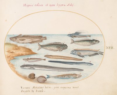 Tallrik 17: En torsk, vevfisk, ål och annan fisk av Joris Hoefnagel