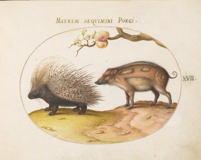 Tallrik 17: Crested Porcupine and Wild Pig av Joris Hoefnagel