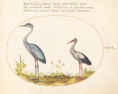 Tallrik 18: Häger och stork av Joris Hoefnagel