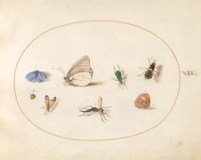 Tallrik 19: Två fjärilar med fem andra insekter av Joris Hoefnagel