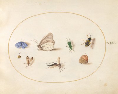 Plansch 19: två fjärilar med fem andra insekter av Joris Hoefnagel