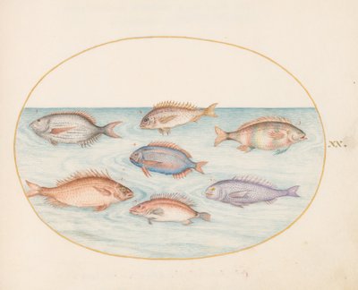 Tallrik 20: Havsbraxen, Dentex, Sargo och annan fisk av Joris Hoefnagel