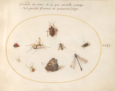 Tallrik 21: En fjäril med en trollslända, en nyckelpiga och fem andra insekter av Joris Hoefnagel