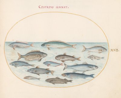 Tallrik 21: Torsk(?) och annan fisk av Joris Hoefnagel