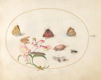Plansch 22: en bloddroppe och en ollonborre med fjärilar, andra insekter och en lejongap av Joris Hoefnagel