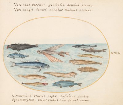 Tallrik 22: Mullet, flygfisk, ål och annan fisk av Joris Hoefnagel