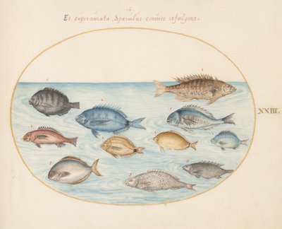 Tallrik 23: Braxen(?) och annan fisk av Joris Hoefnagel