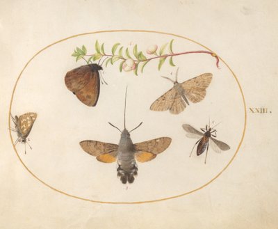 Tallrik 23: Hökfjäril, fjärilar och andra insekter runt en snöbärskvist av Joris Hoefnagel