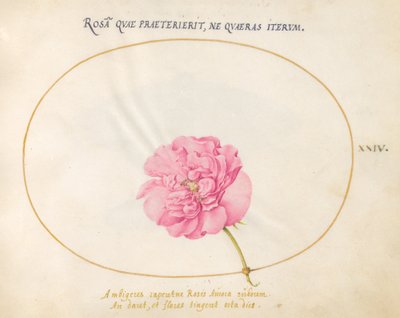 Tallrik 24: Rosa ros av Joris Hoefnagel